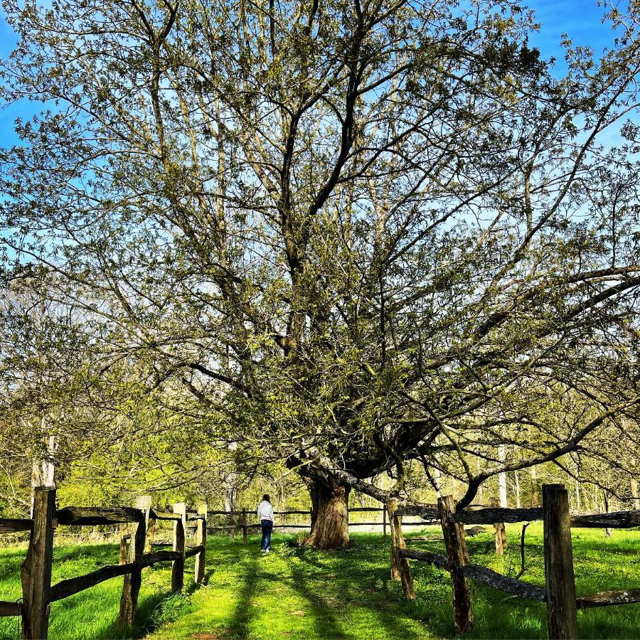 Domaine De Fresnoy Bed and Breakfast Loison-sur-Créquoise Buitenkant foto